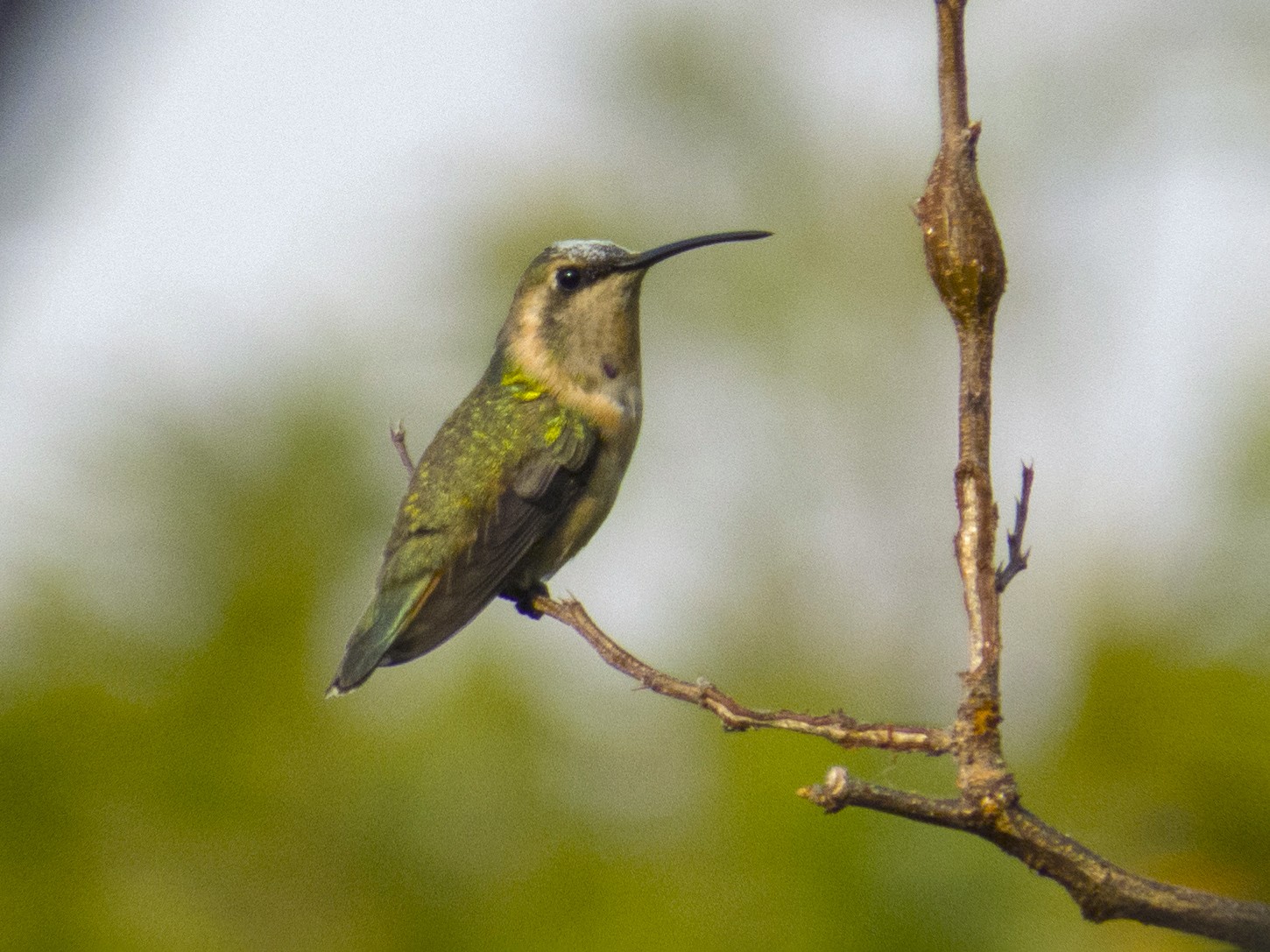 Beautiful Hummingbird - Aquiles Brinco