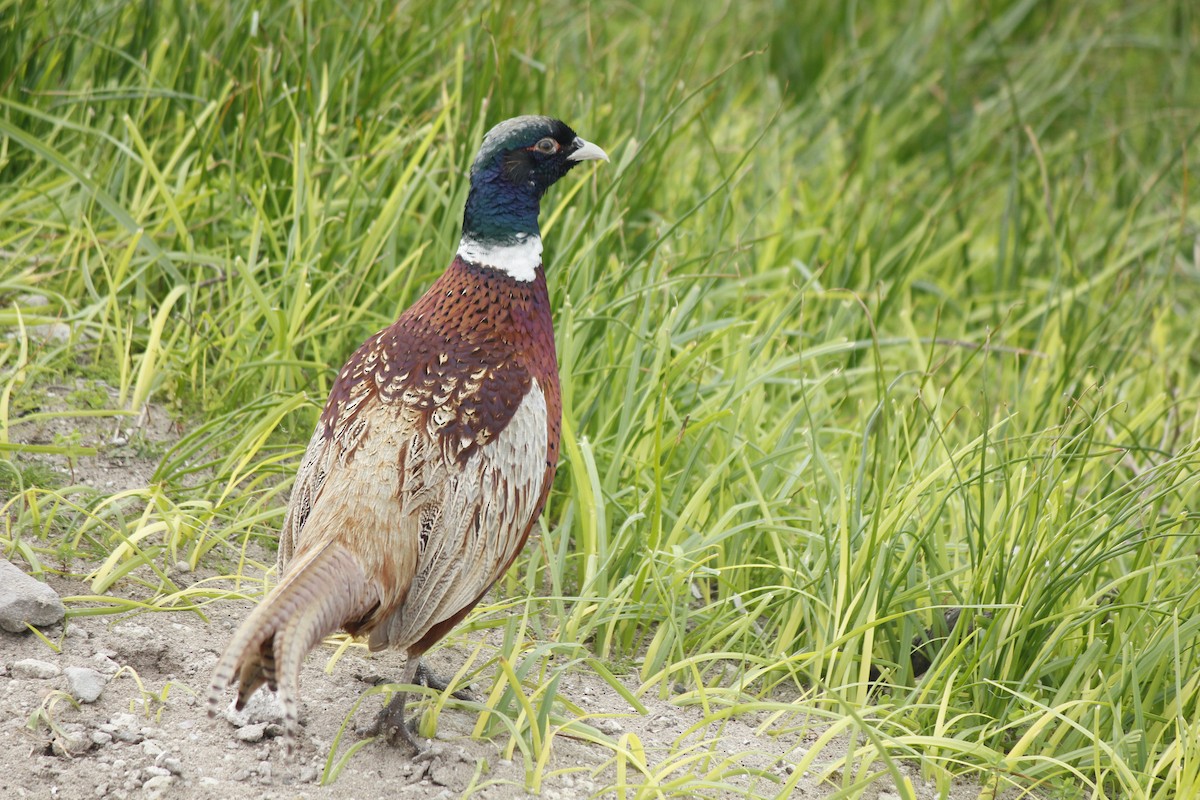 Ring-necked Pheasant - ML35842411