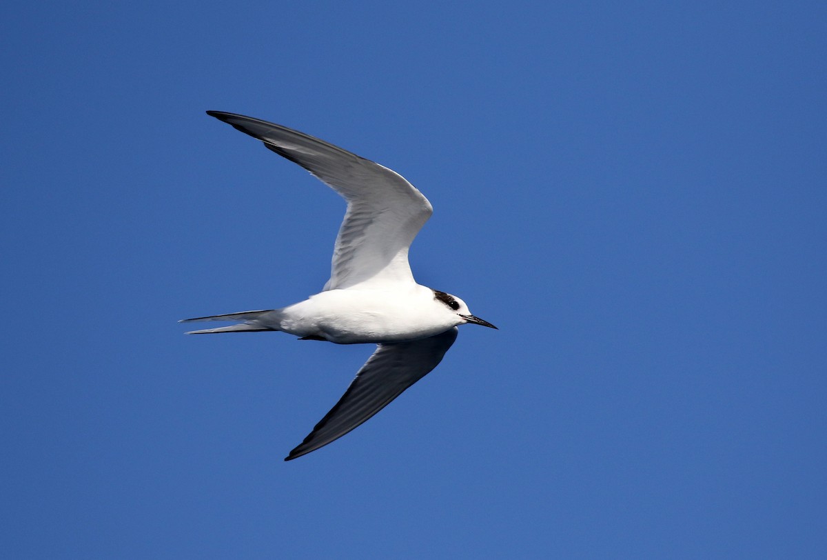 Arctic Tern - Stuart Kelly