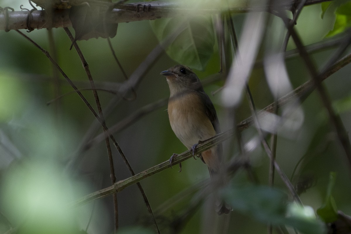 Gray-throated Chat - ML358427181