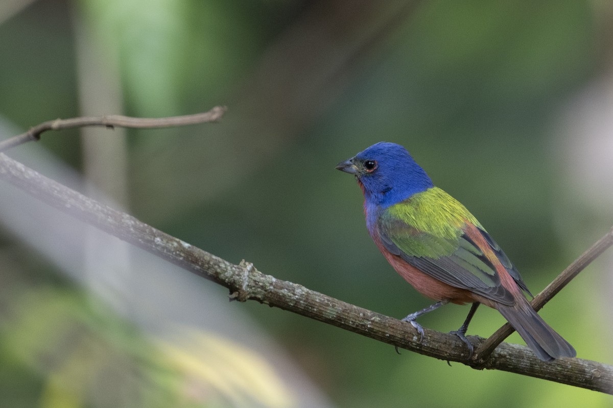 Painted Bunting - ML358427481