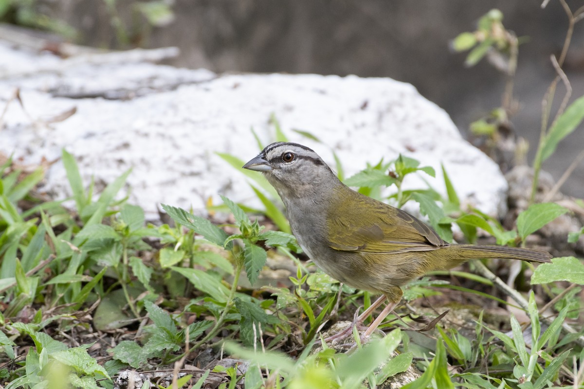 Green-backed Sparrow - ML358427491
