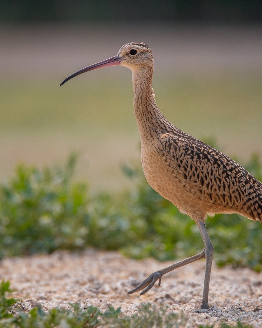 Long-billed Curlew - ML358429741