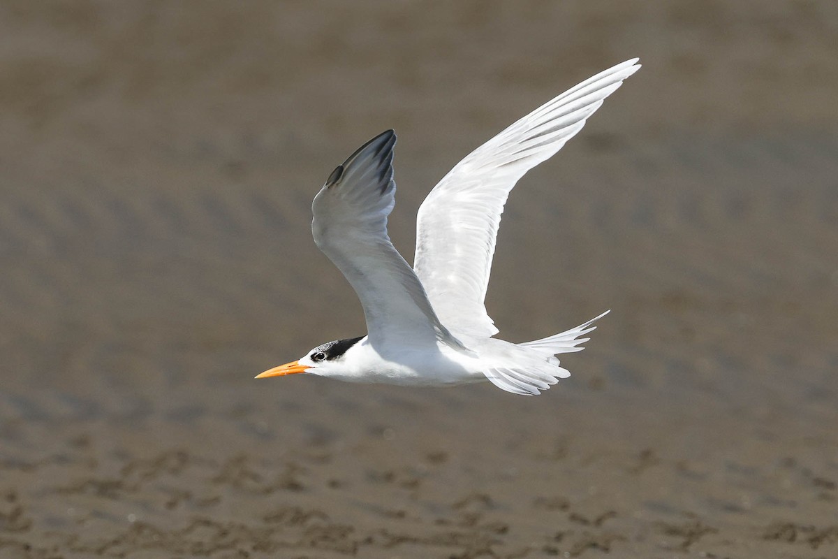 Lesser Crested Tern - Ged Tranter