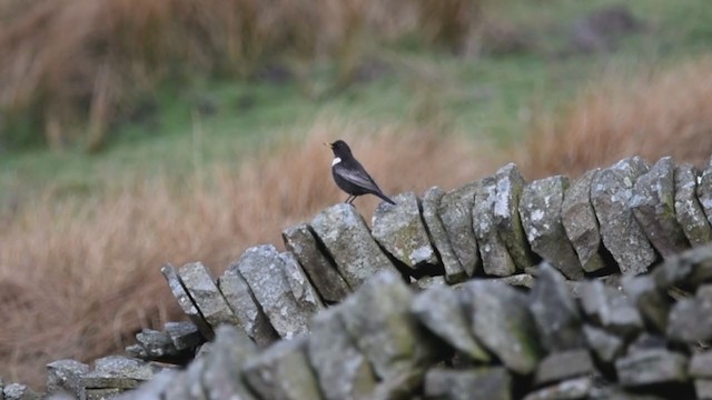 Ring Ouzel (Northern) - ML358433621
