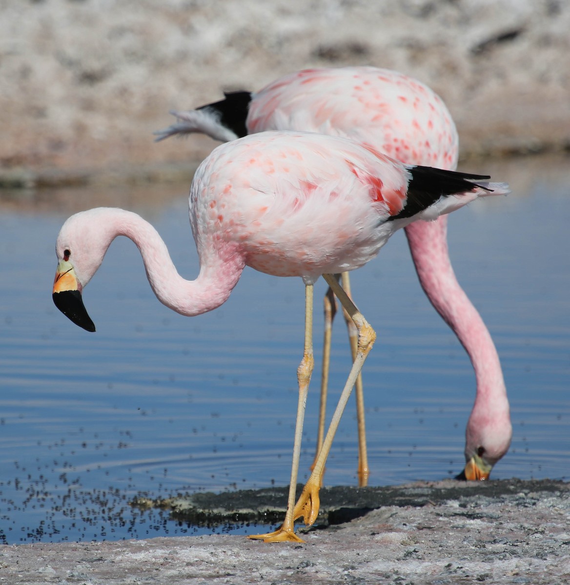 Andean Flamingo - Phil Kenny
