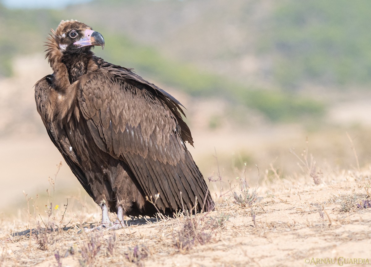 Cinereous Vulture - Arnau Guardia