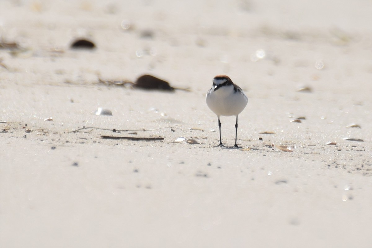 Red-capped Plover - ML358438961
