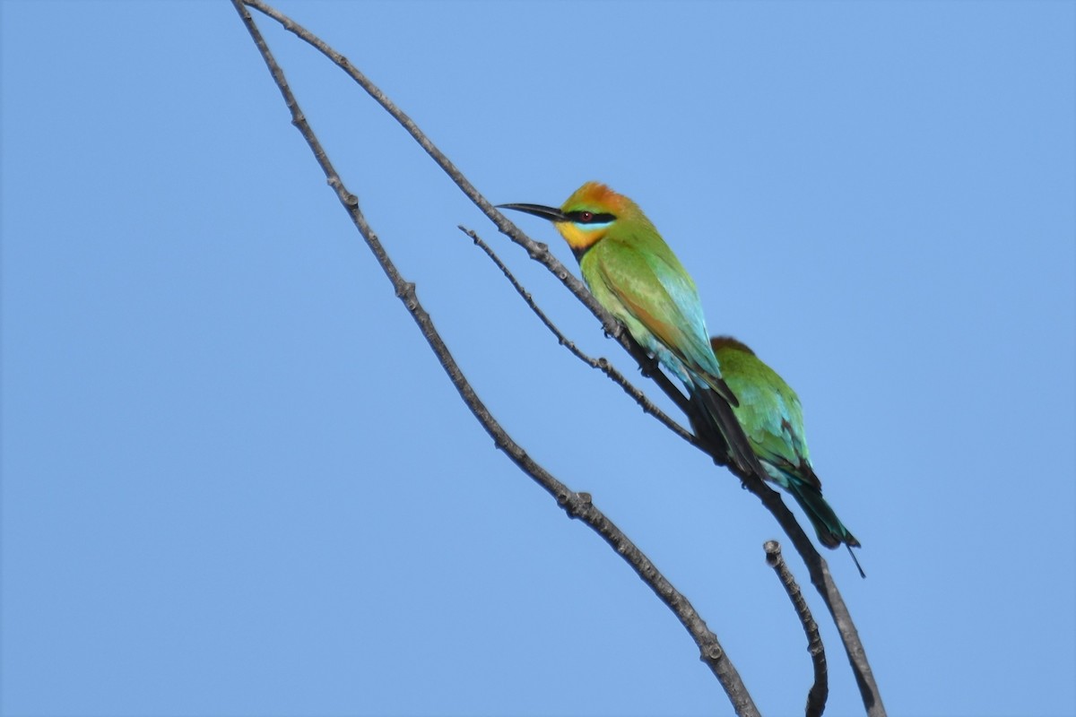 Rainbow Bee-eater - ML358439361