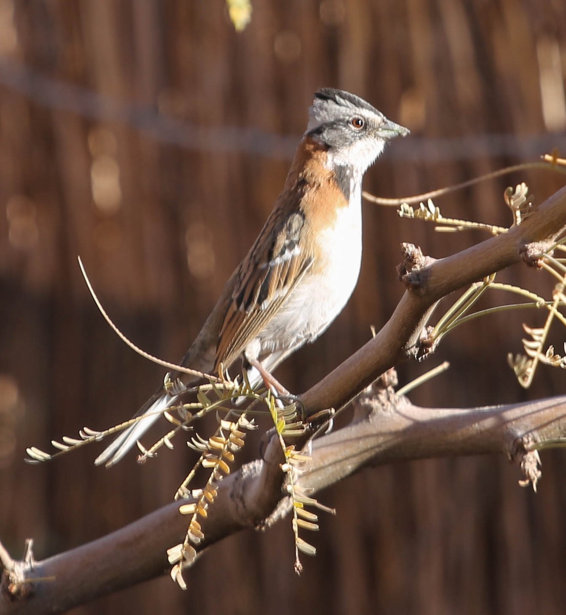 Rufous-collared Sparrow - ML35844261