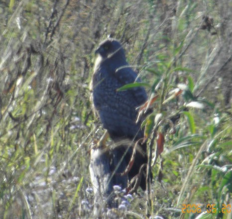 Spotted Harrier - ML358447291