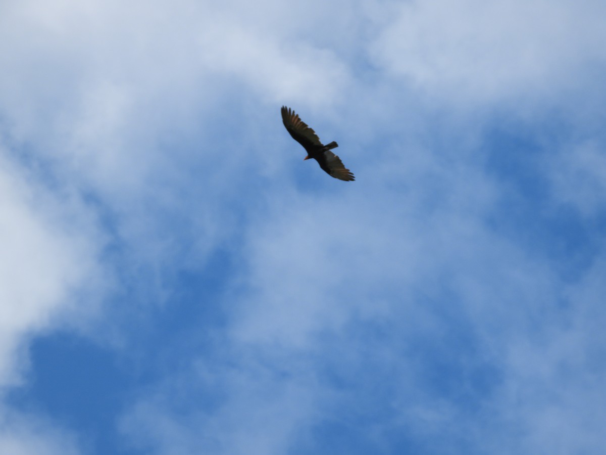 Turkey Vulture - ML358450401
