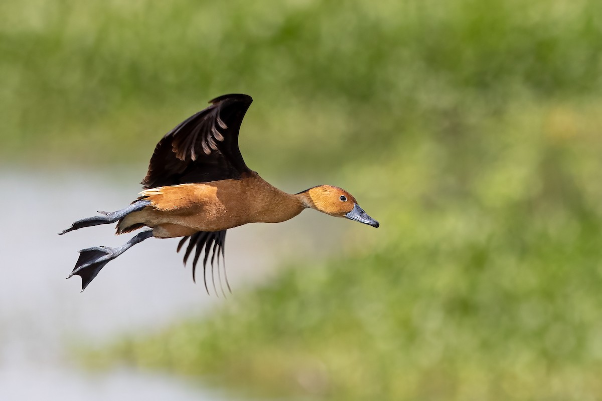 Fulvous Whistling-Duck - ML358454871