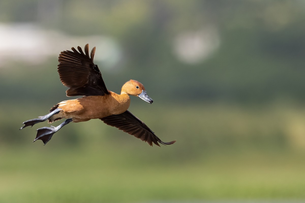 Fulvous Whistling-Duck - ML358454881