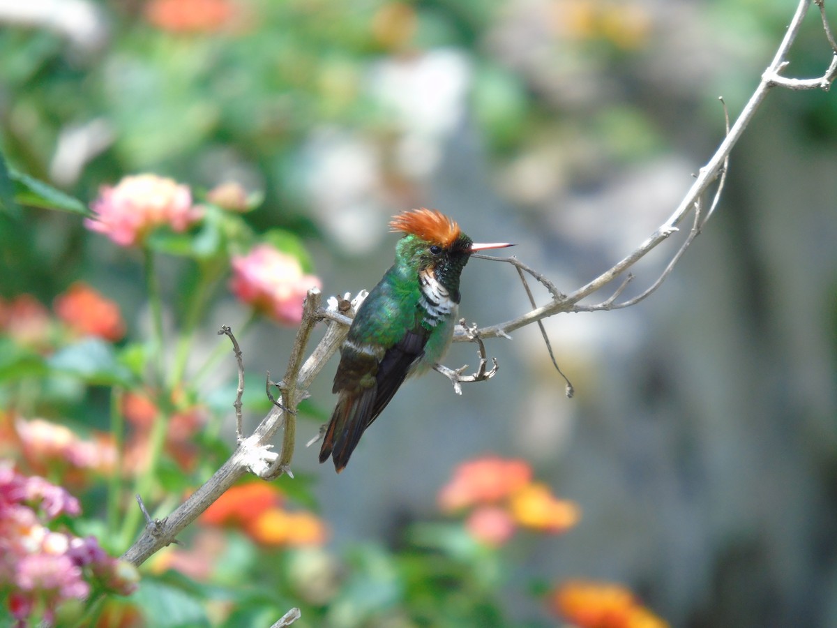 Frilled Coquette - ML358457411