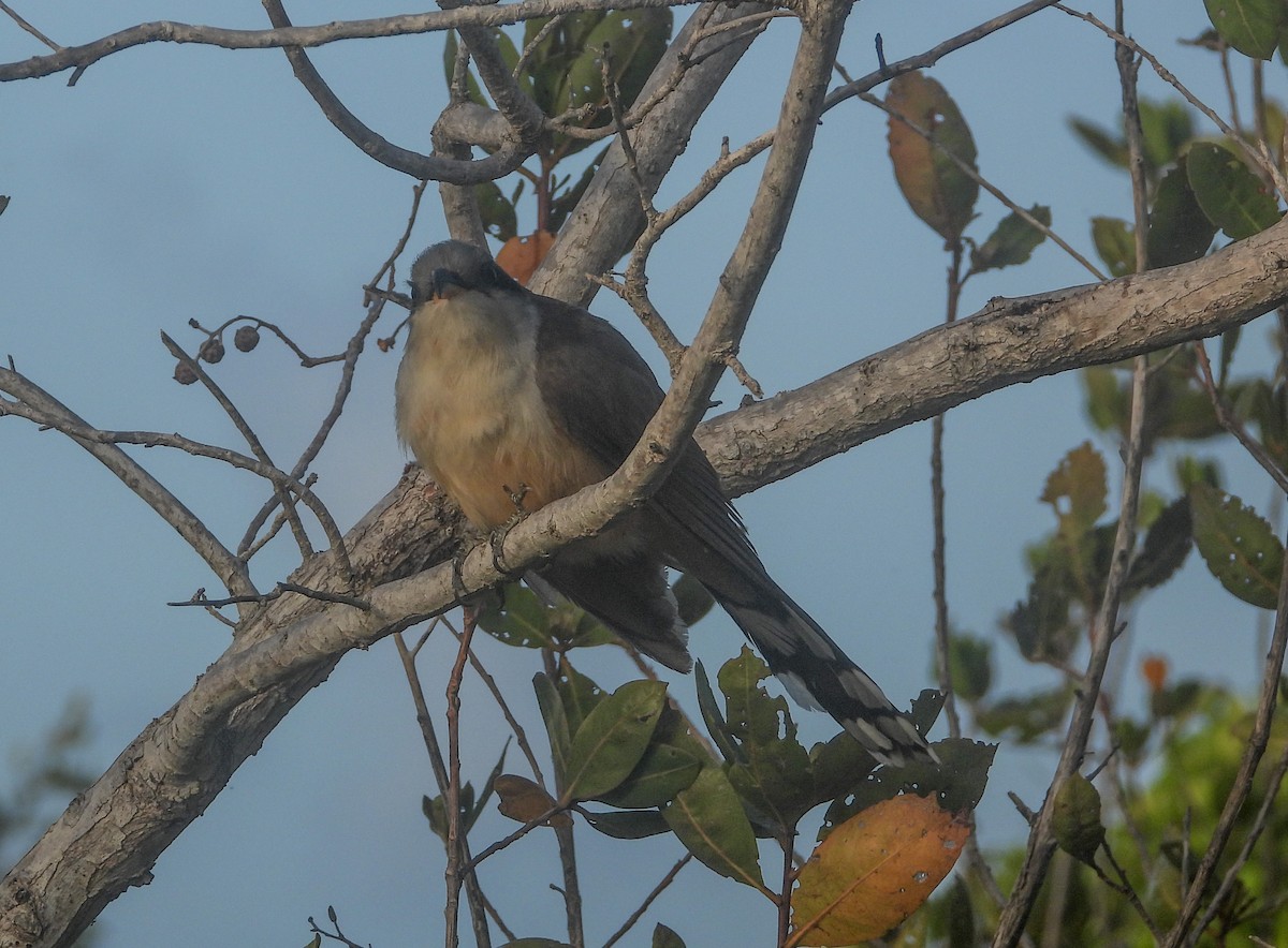 Mangrove Cuckoo - ML358466291