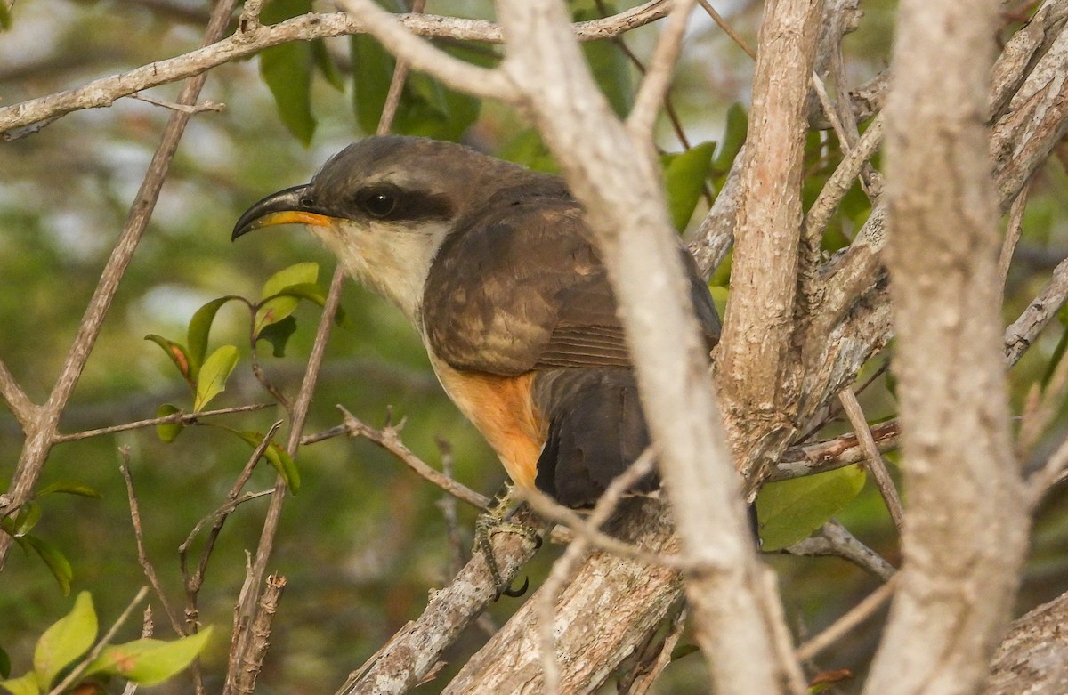 Mangrove Cuckoo - Pam Rasmussen