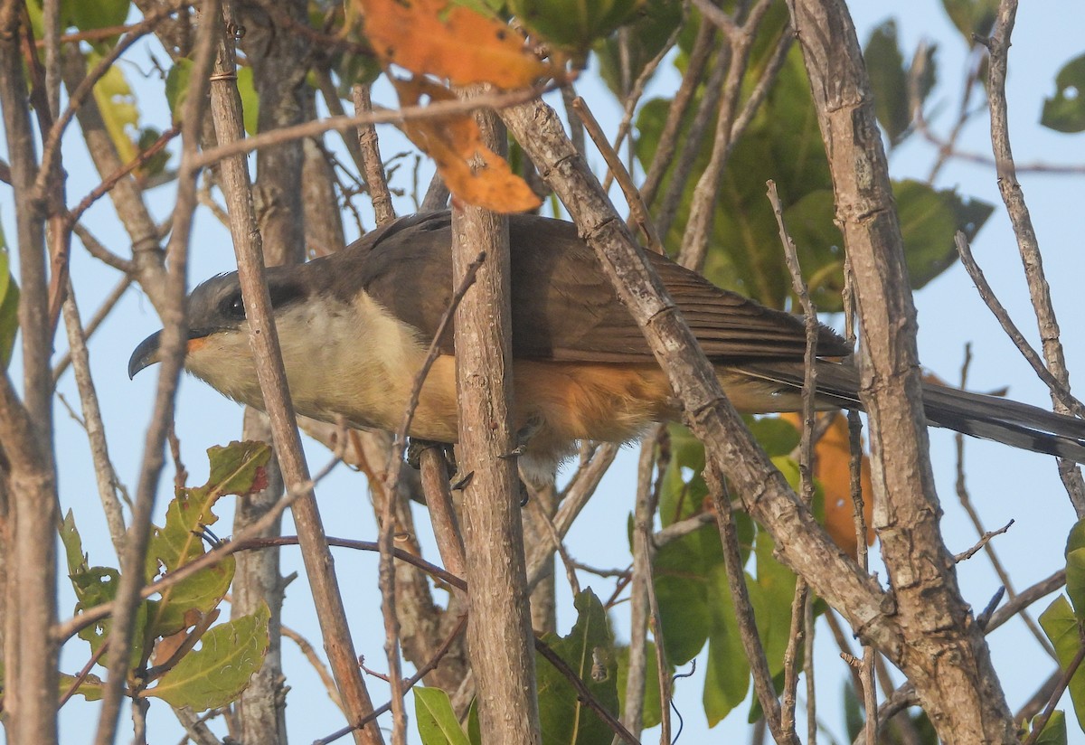 Mangrove Cuckoo - Pam Rasmussen