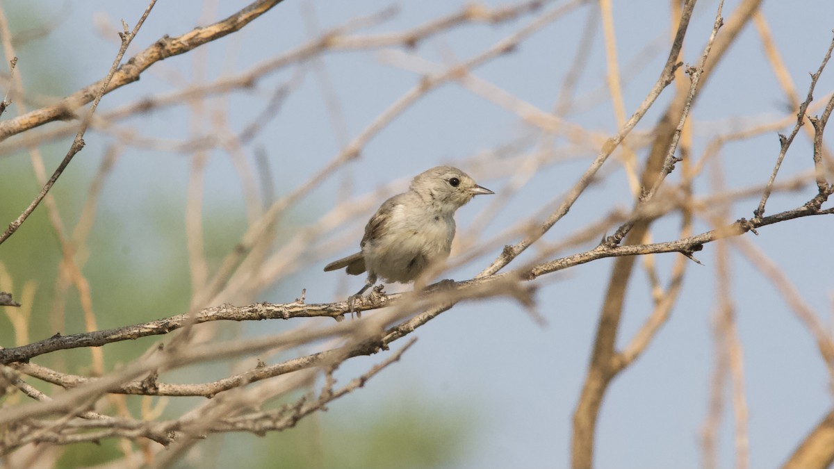 Lucy's Warbler - ML358467631