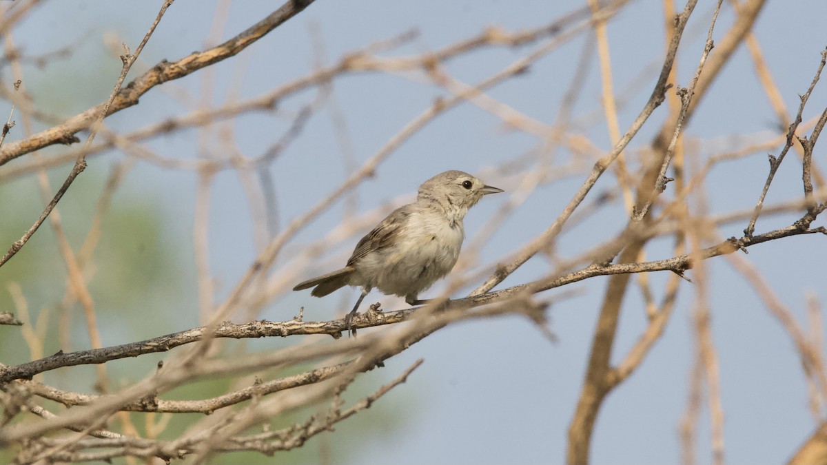 Lucy's Warbler - ML358467641
