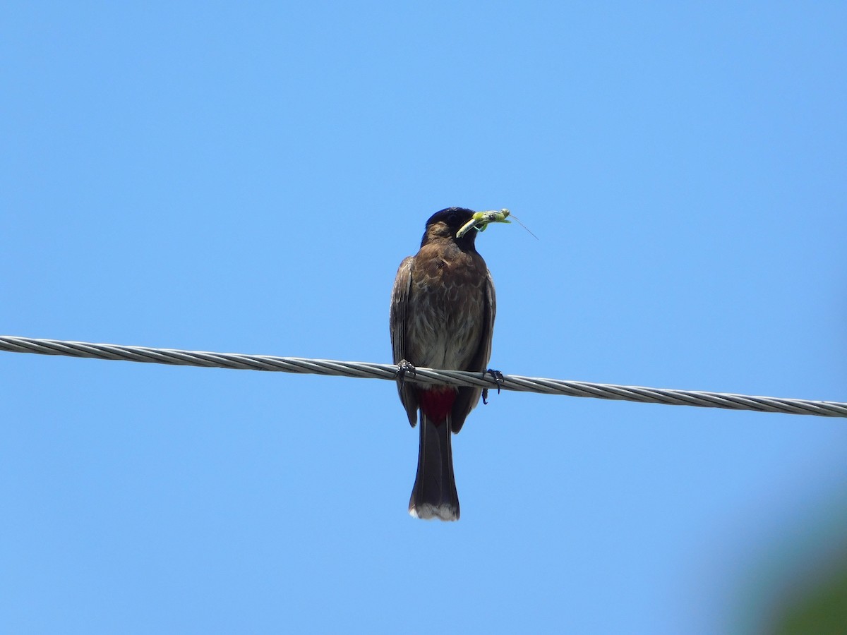 Red-vented Bulbul - ML358468311