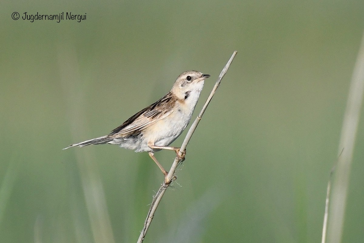 Marsh Grassbird - ML358468901