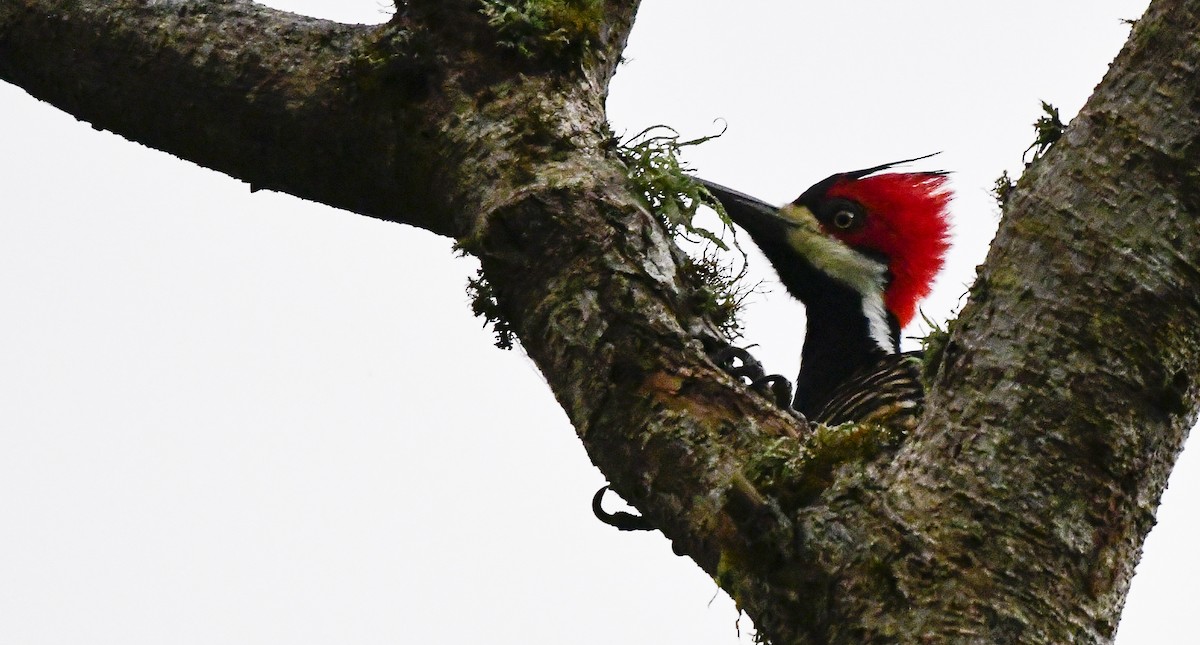 Crimson-crested Woodpecker - ML358474131