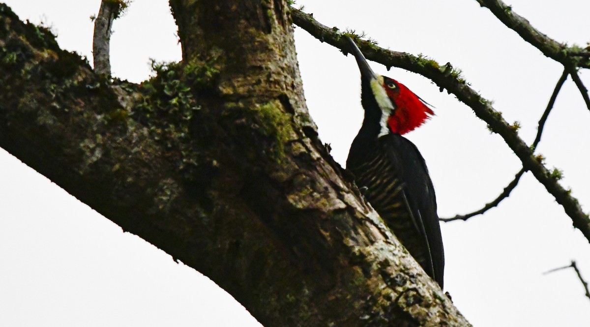 Crimson-crested Woodpecker - ML358474241