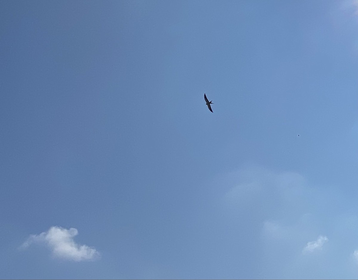 Swallow-tailed Kite - ML358475331