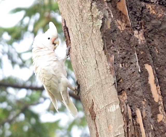 シロビタイムジオウム Ebird