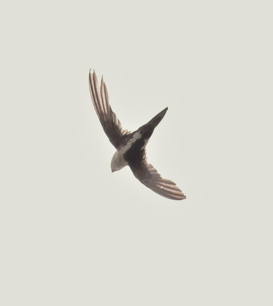 White-throated Swift - James Sherwonit