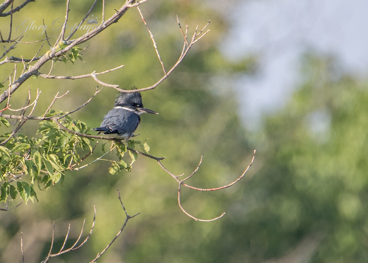 Belted Kingfisher - Rachel Justice