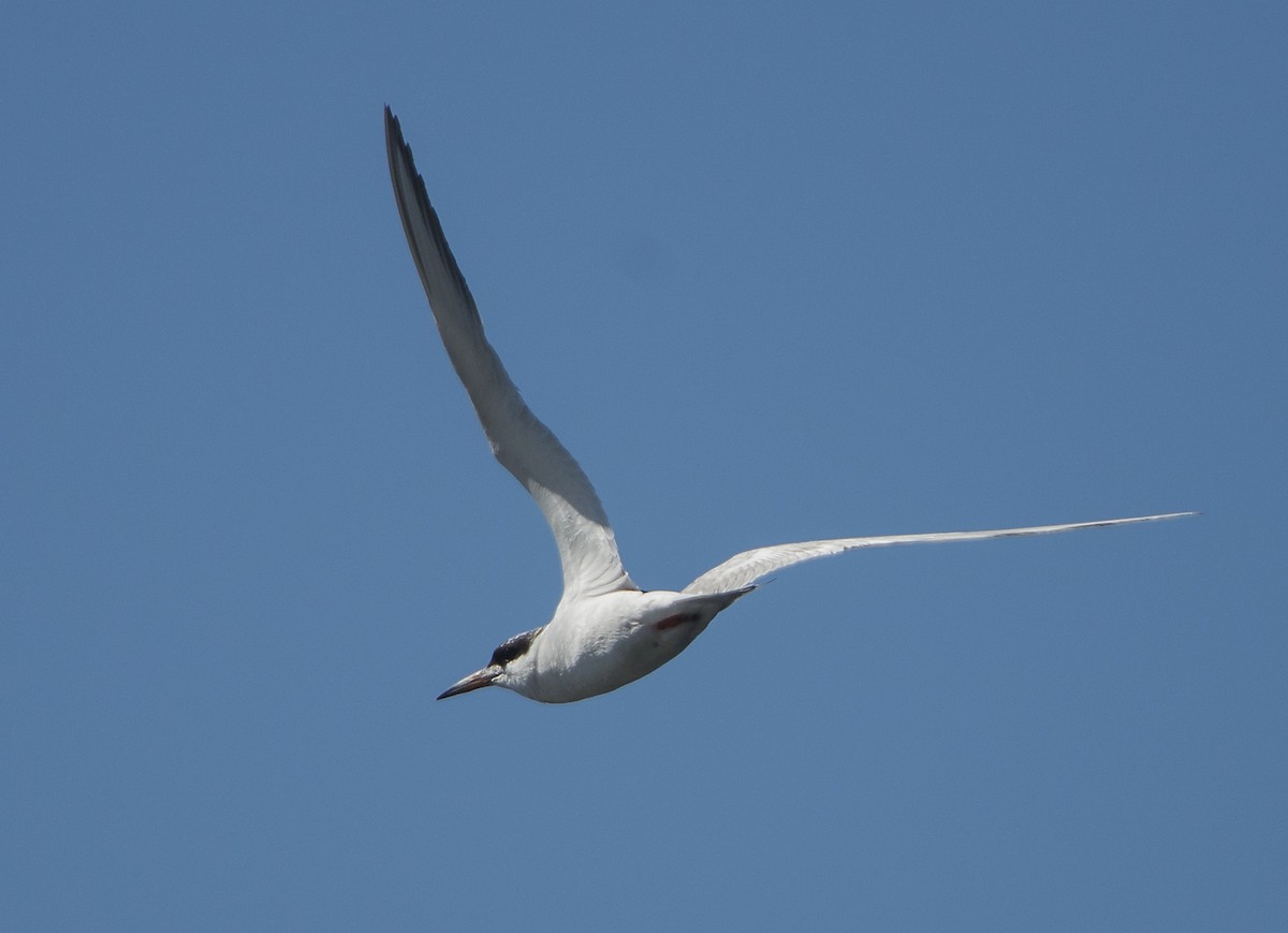 Common Tern - Bryan Patrick