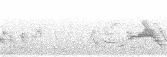 Troglodyte de Boucard - ML358505931