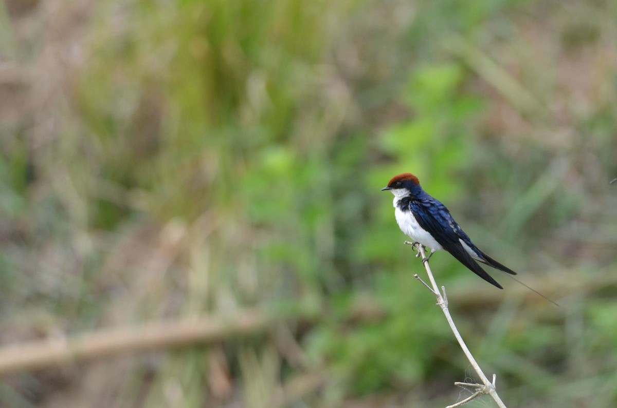 Wire-tailed Swallow - ML35850941