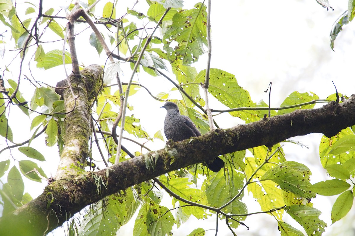 Speckled Wood-Pigeon - Cheng Qian