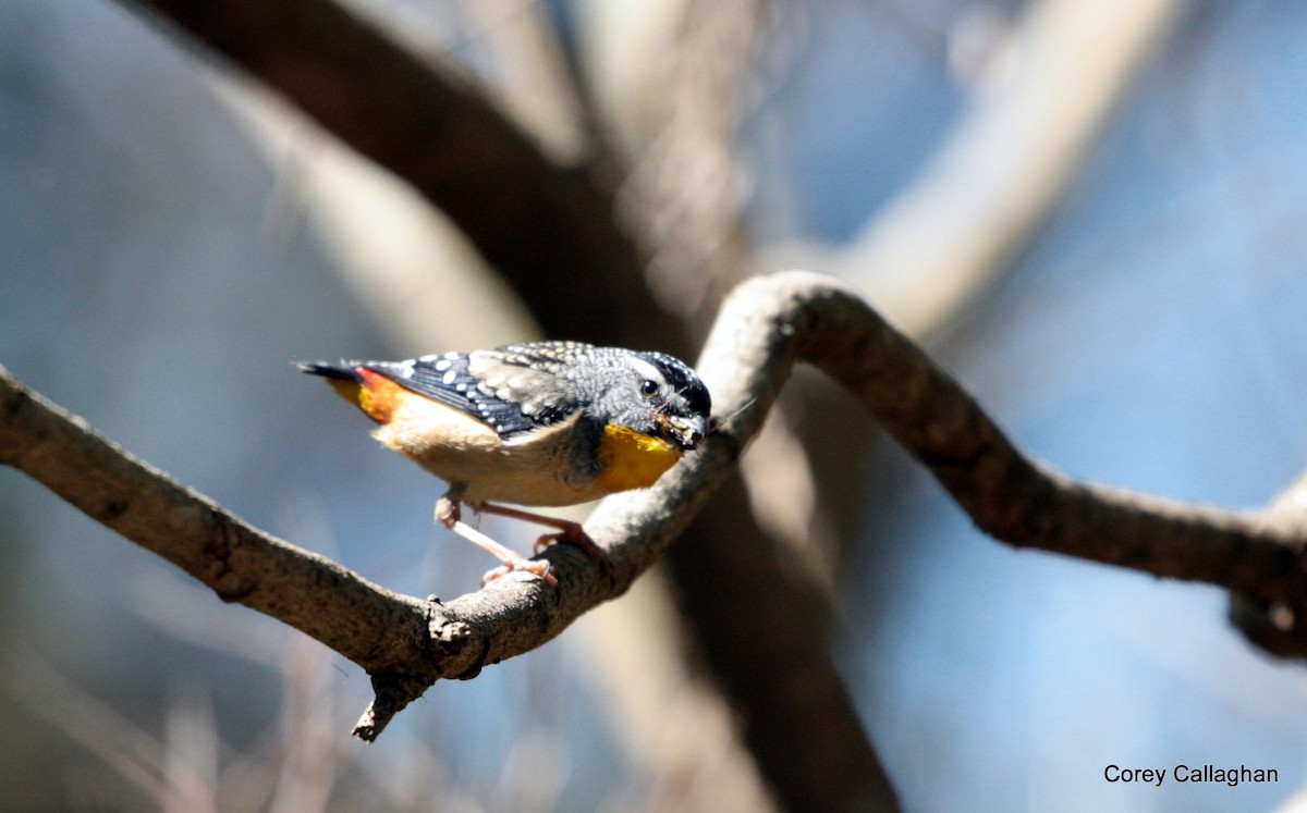 Spotted Pardalote - Corey Callaghan