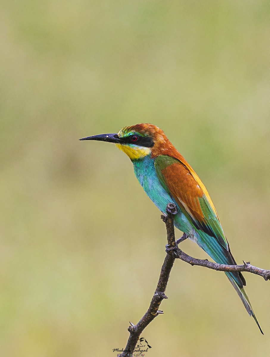 European Bee-eater - Mukesh  Sehgal