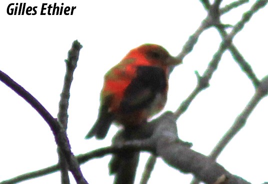 Scarlet Tanager - ML358523741