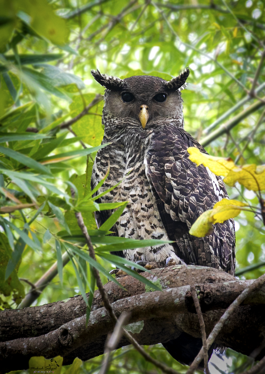 Spot-bellied Eagle-Owl - Mukesh  Sehgal