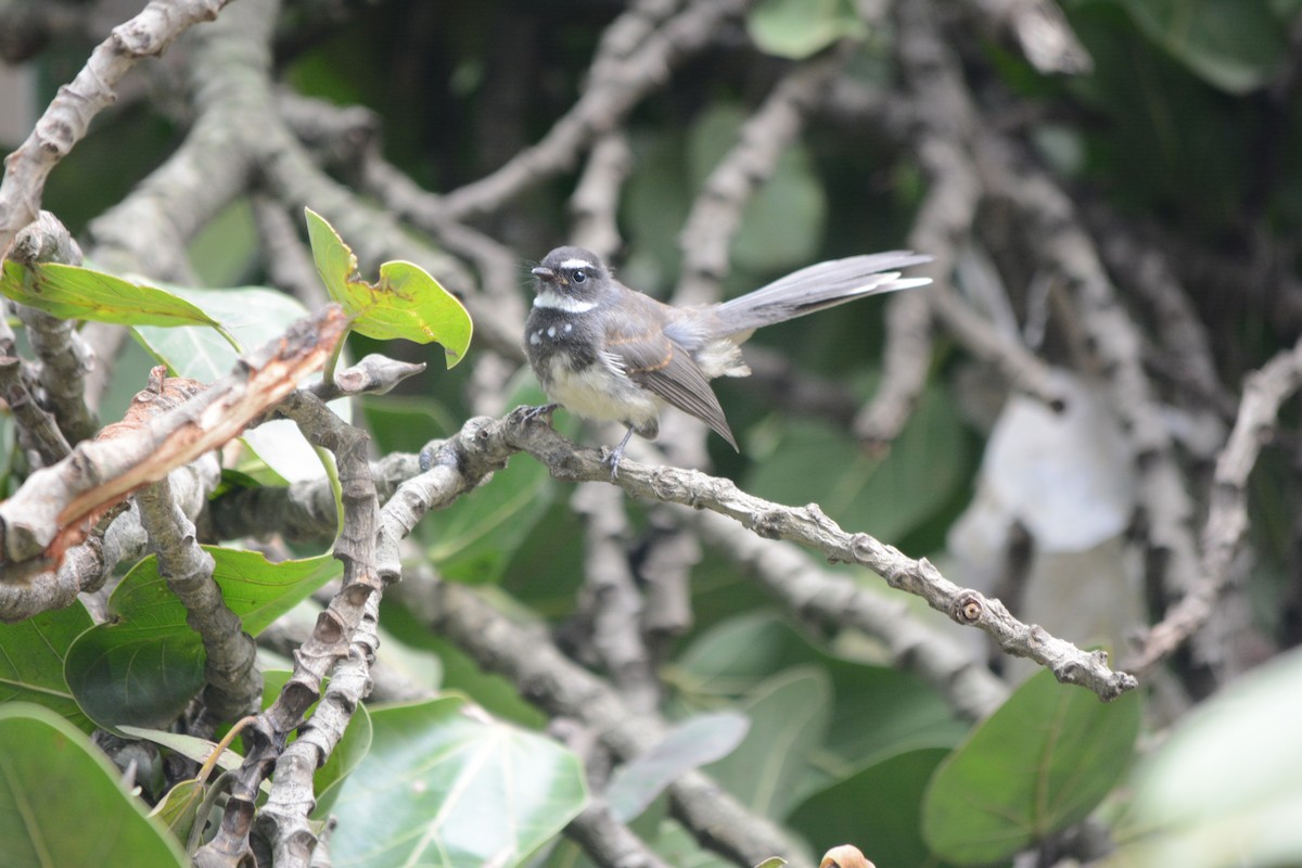 Spot-breasted Fantail - ML35852521