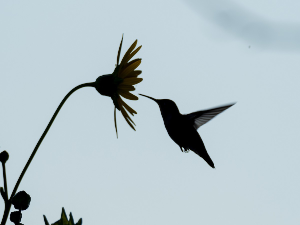 Ruby-throated Hummingbird - Daniel Singer