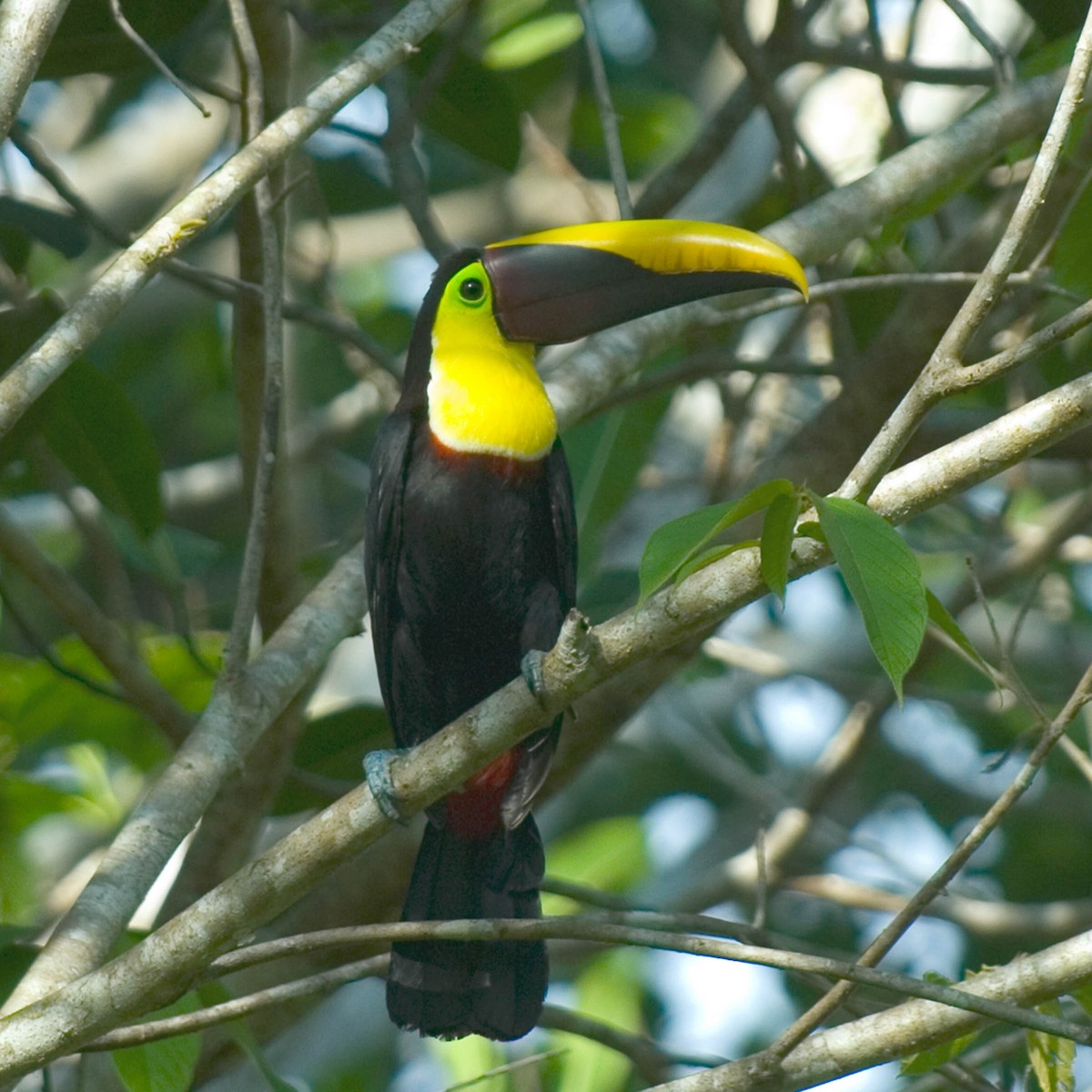Yellow-throated Toucan (Chestnut-mandibled) - ML35853321