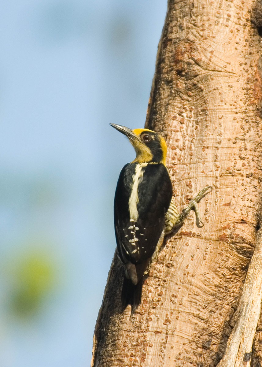 Golden-naped Woodpecker - Russ Wigh