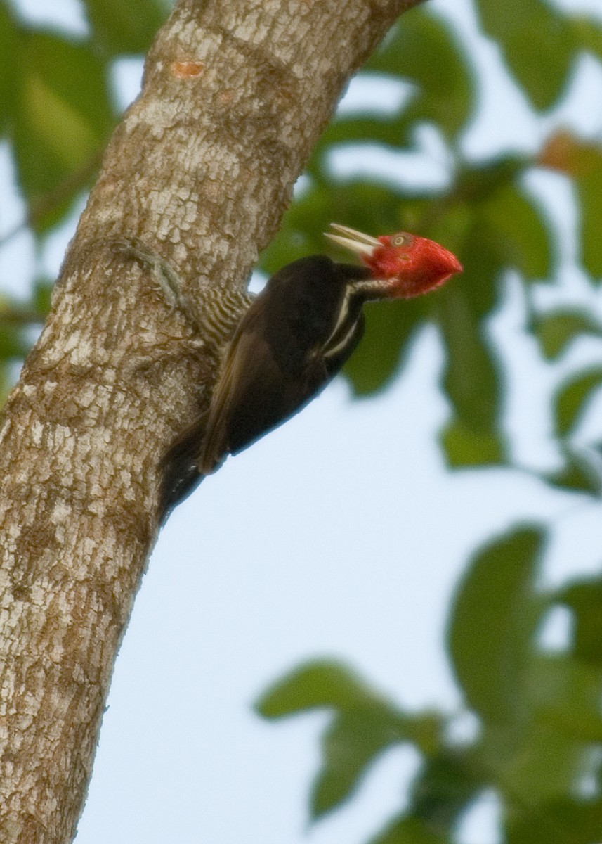 Pale-billed Woodpecker - ML35853341