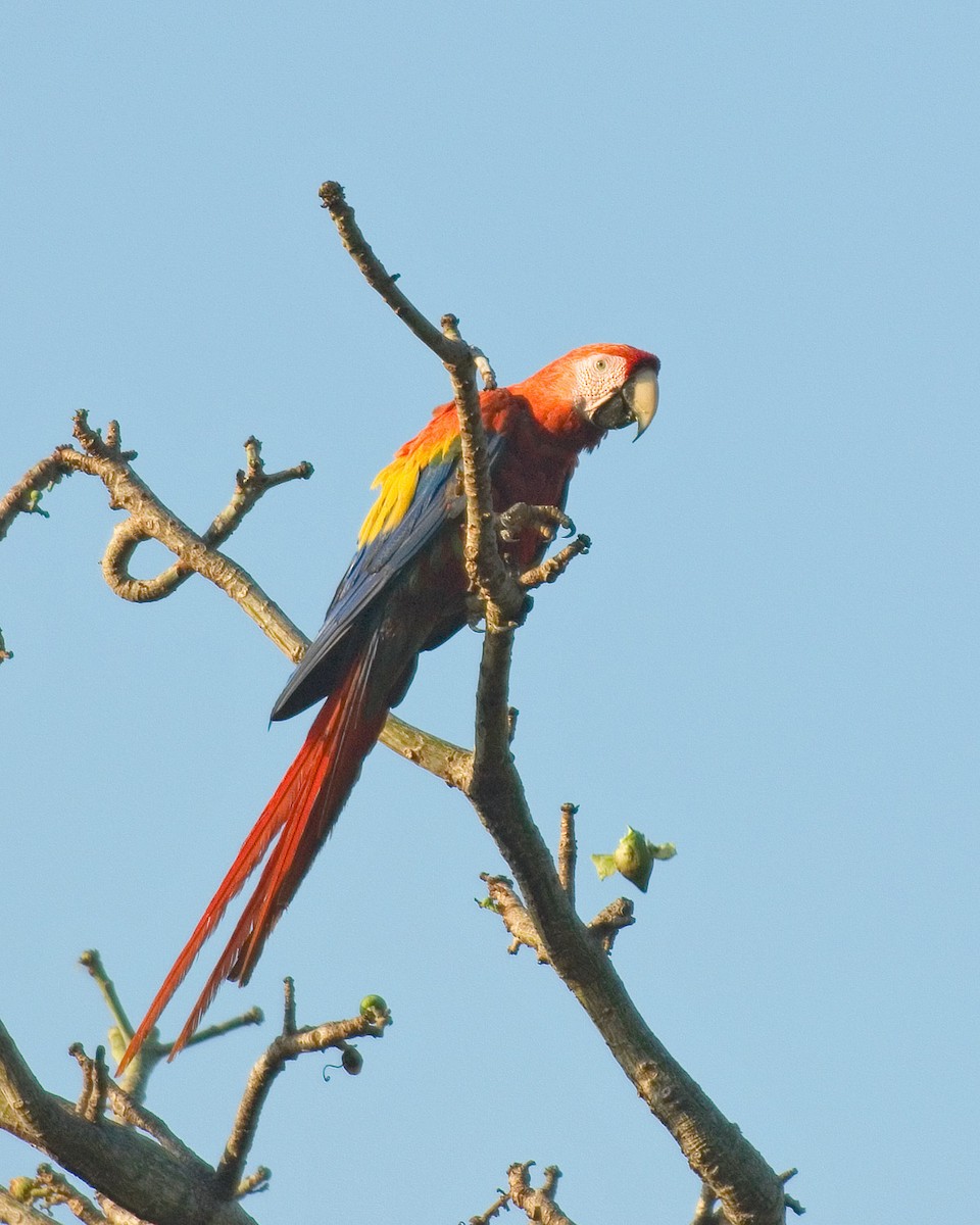 Scarlet Macaw - ML35853391