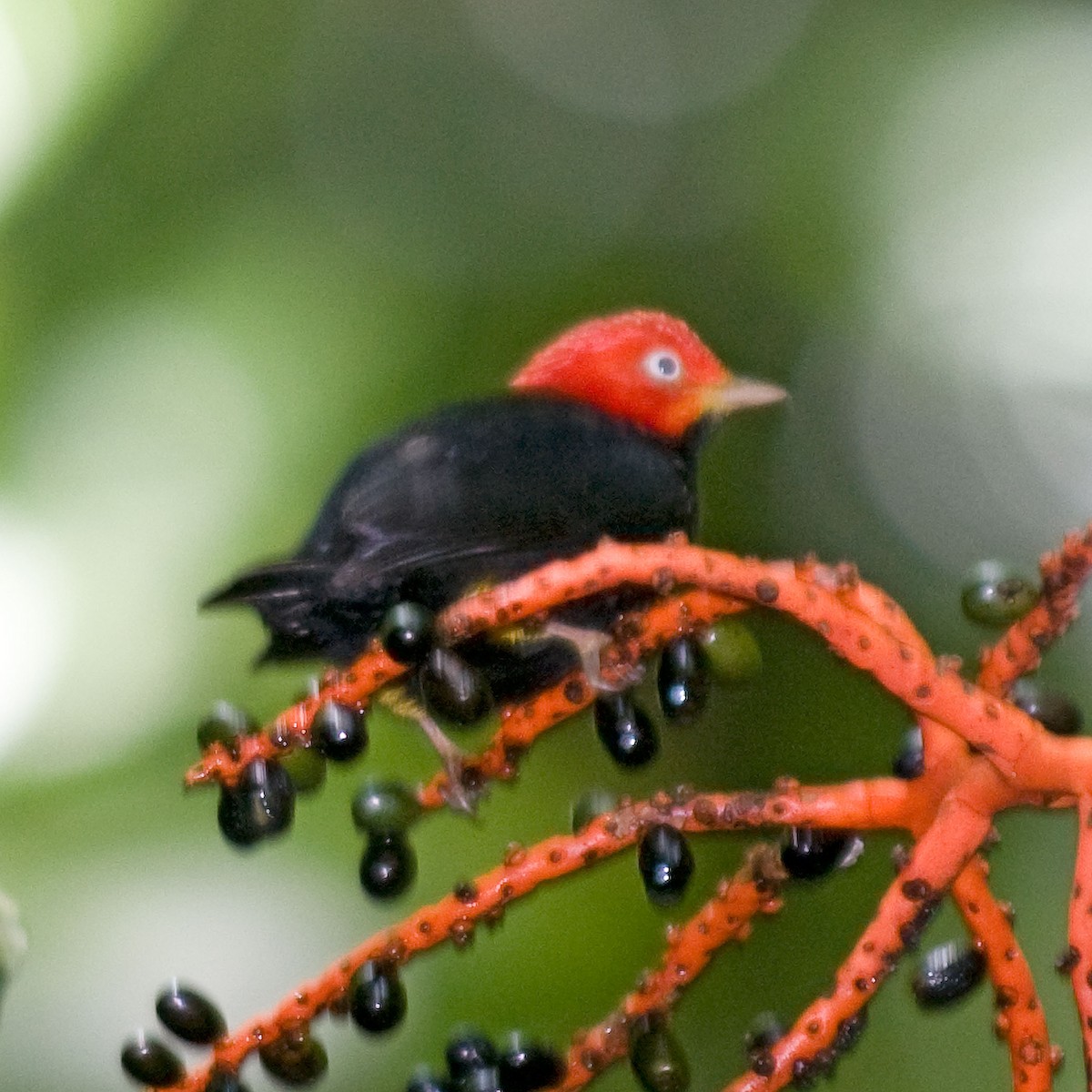 Red-capped Manakin - ML35853421