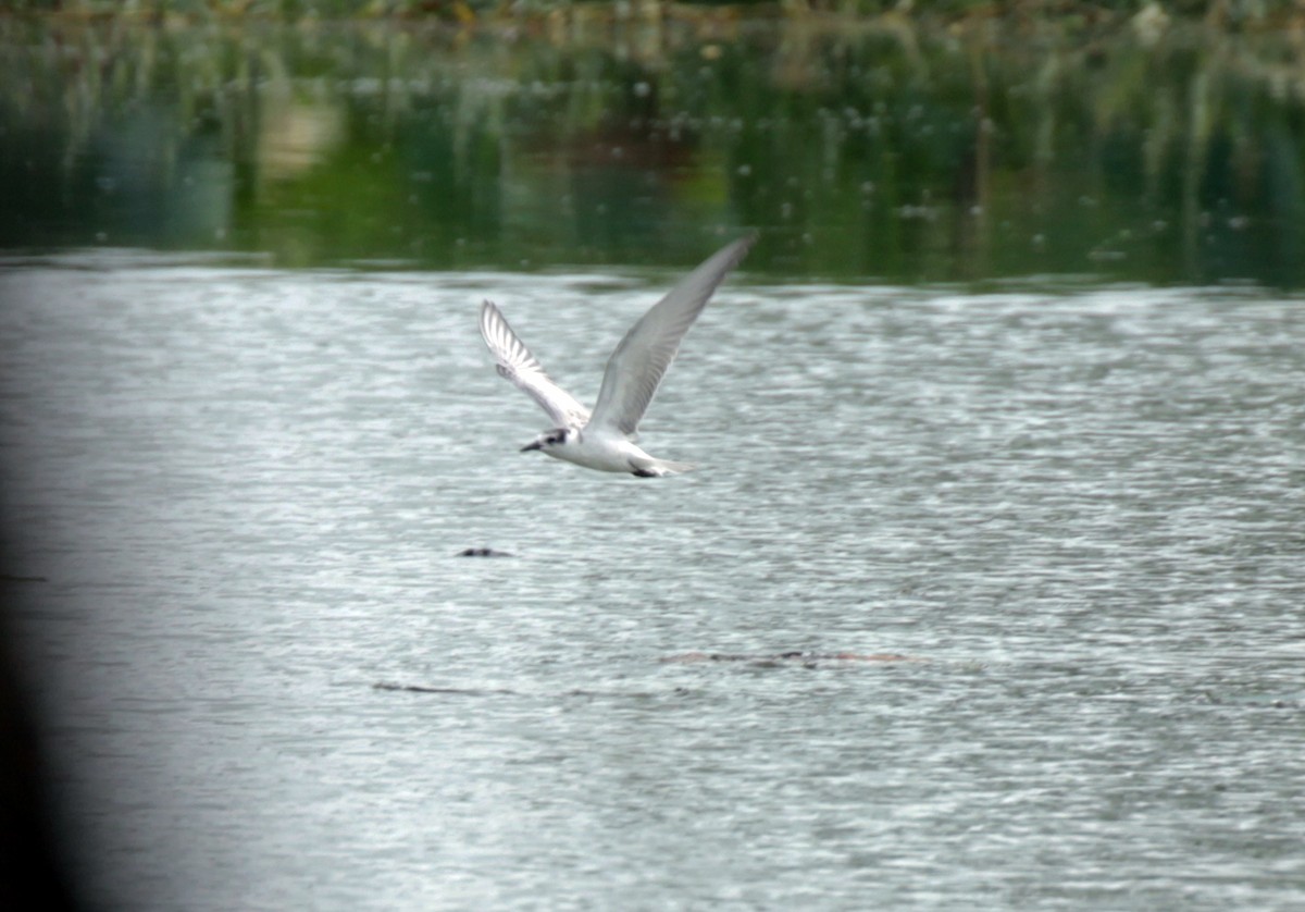 White-winged Tern - Doug Korver