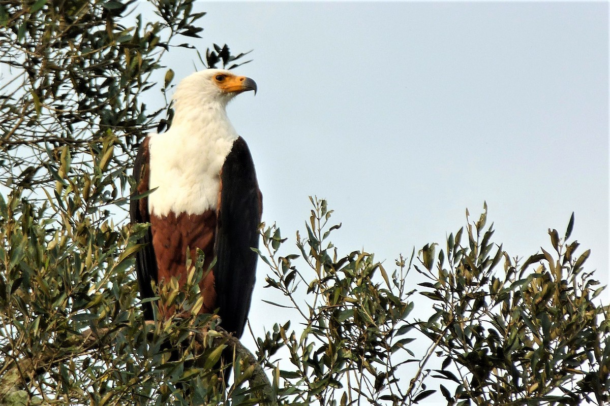 African Fish-Eagle - ML358540251