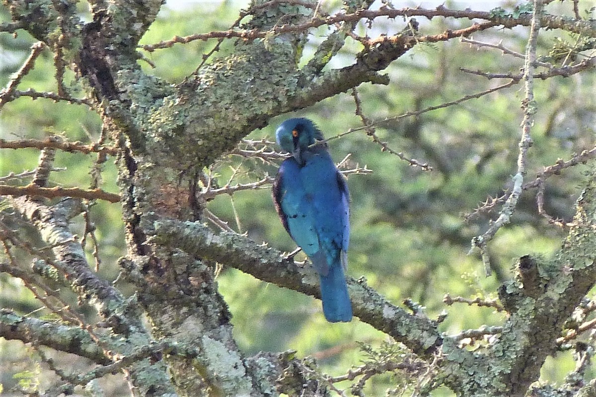 Greater Blue-eared Starling - ML358541091